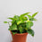 Epipremnum Money Plant - Green (P120)