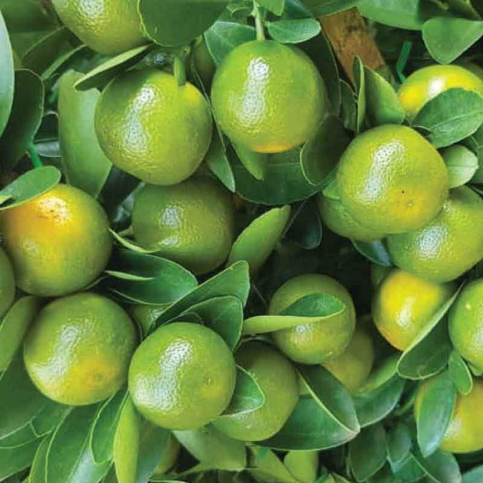 cny-plant-2019-kumquat