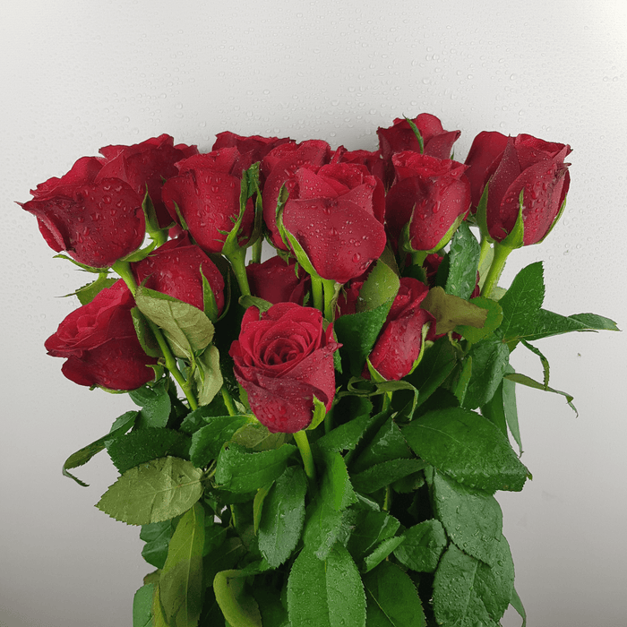 Rose (Local) - Red [20 Stems]