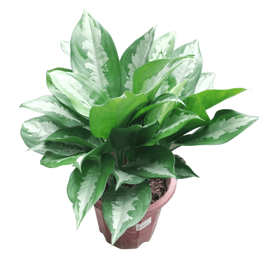 aglaonema pattaya beauty Pot Aglaonema Pattaya Beauty