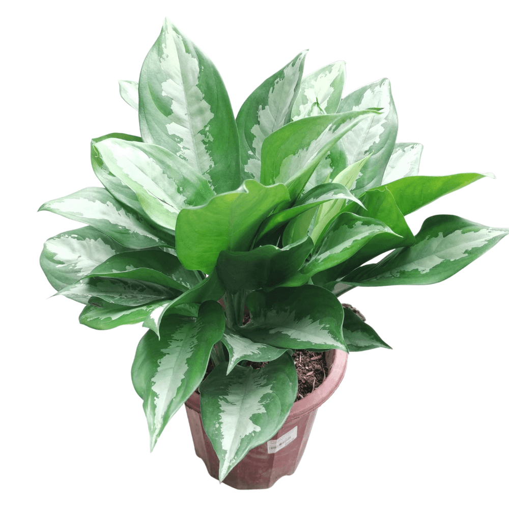Pot Aglaonema Pattaya Beauty - 2 Tone Green