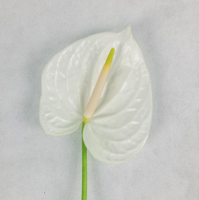 Anthurium (Imported) - White