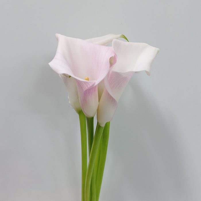Calla Lily (Imported) - Light Pink