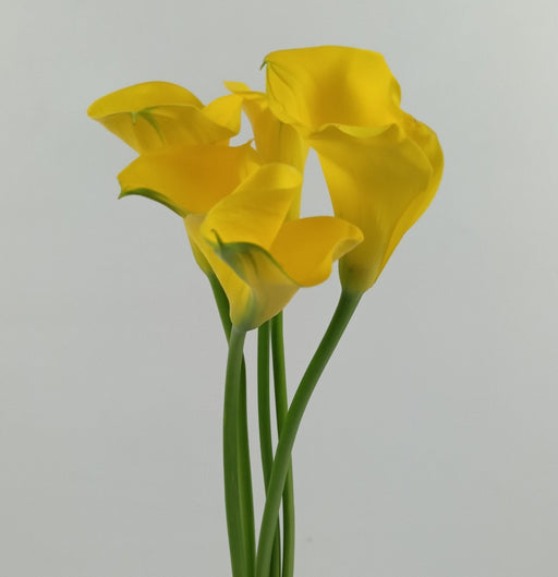 Calla Lily Gold Medal (Imported) - Yellow