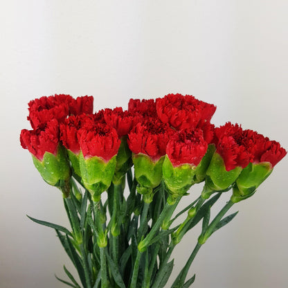 Red Carnation for Mother's Day Gift