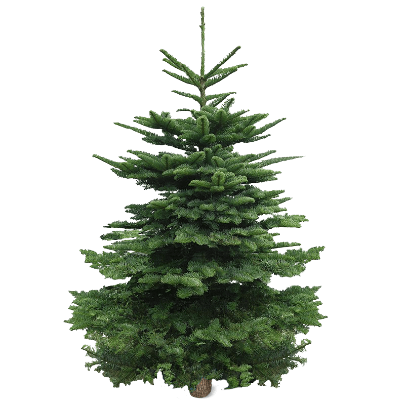 Real Christmas Tree (6/7 Ft. / 175 - 200cm) - Premium Grade Noble Fir