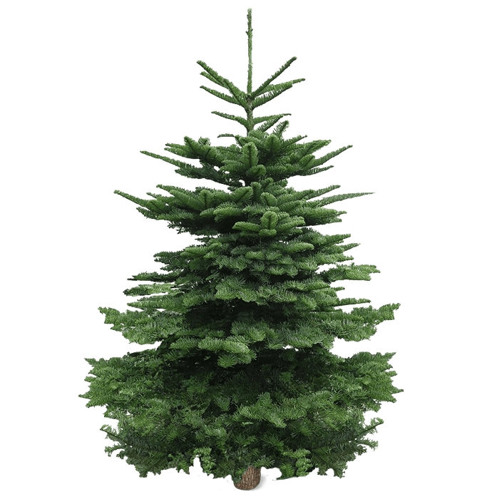 Real Christmas Tree (6/7 Ft.) - Premium Grade Noble Fir