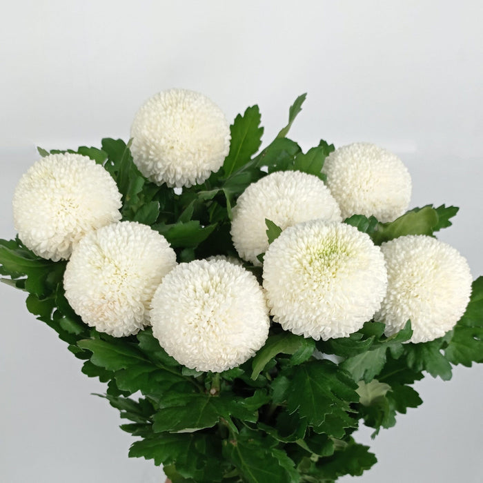 Chrysanthemum Ping Pong - White