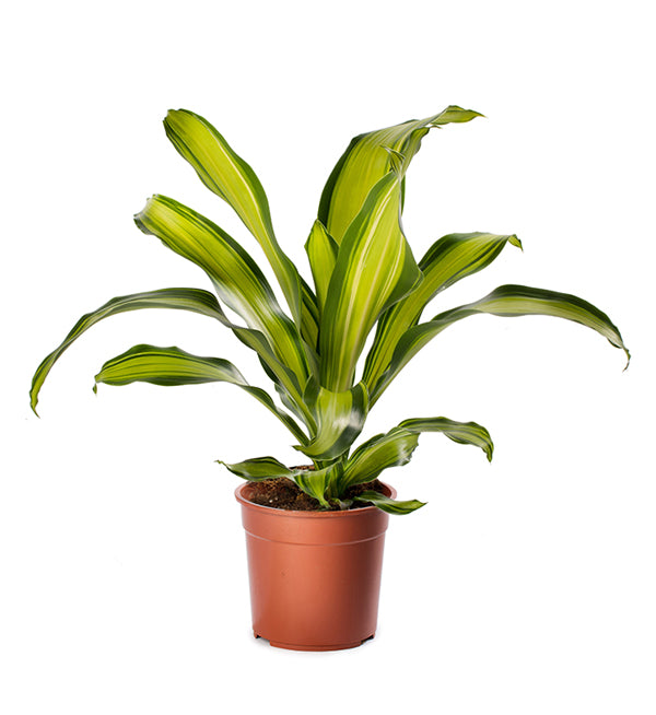 Pot Dracaena Fragrans P300  - 2 Tone Yellow Green