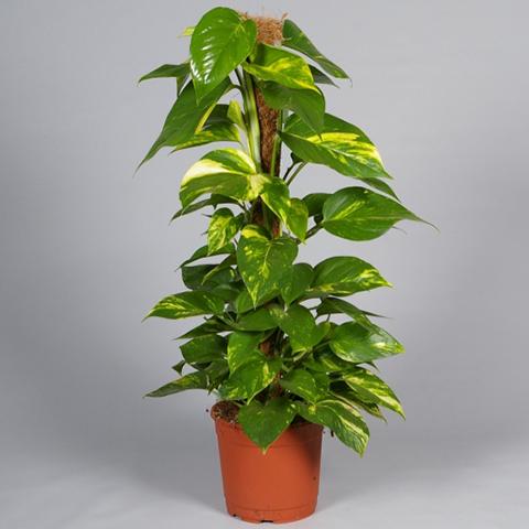 Pot Money Plant 4 Feet- 2 Tone Green