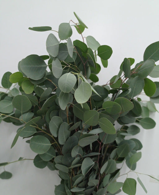 Fully Bloom Eucalyptus Populus (Imported) - Green [Clearance Stock]