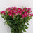 Spray Rose (Imported) - Cherry Red