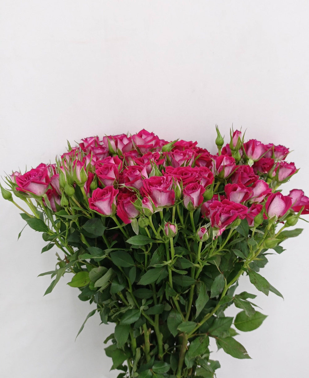 Fully Bloom Rose Spray - Mix [Clearance Stock]