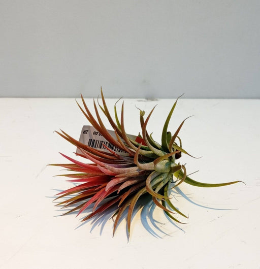 T.Ionantha Rubra (Imported) - 2 Tone Green Red