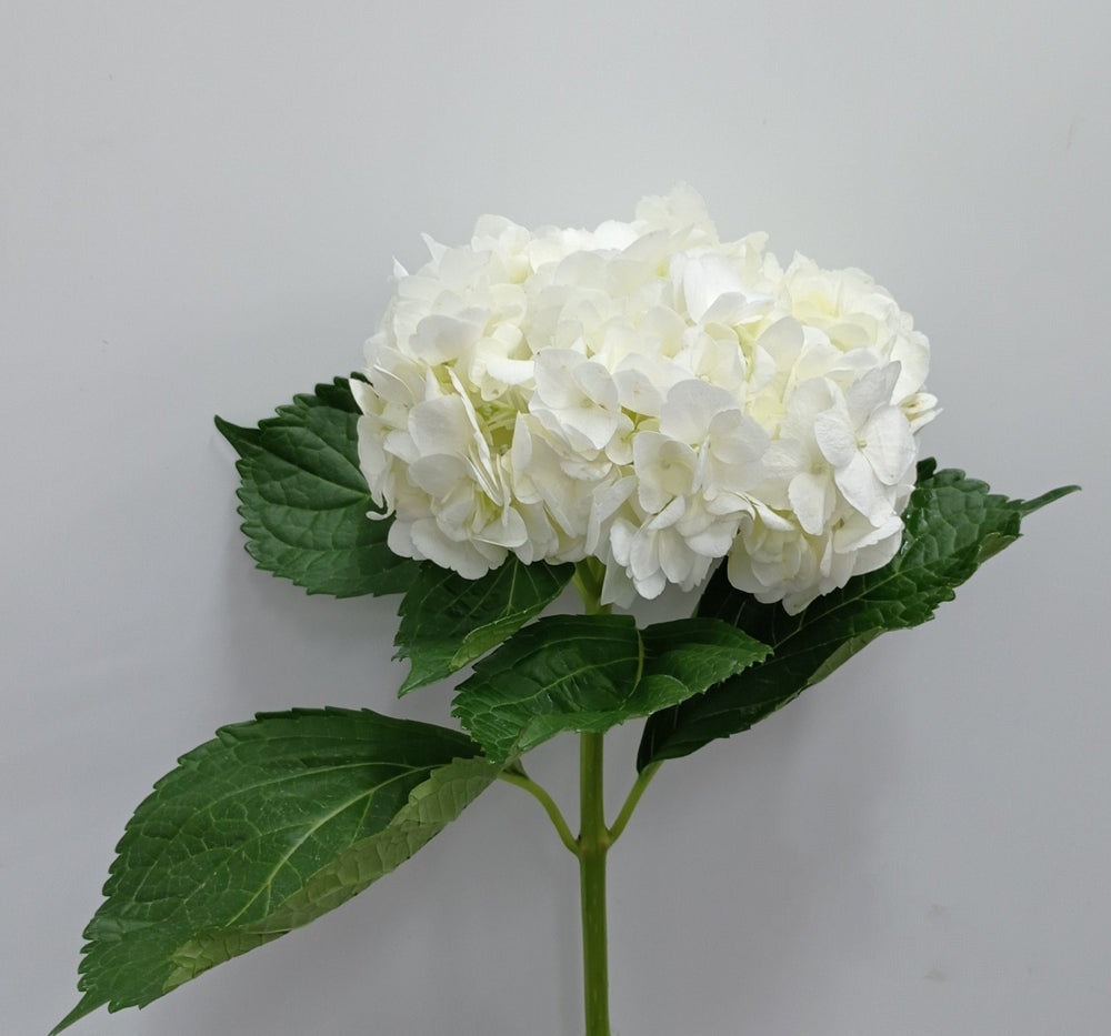 Hydrangea (Imported) - White