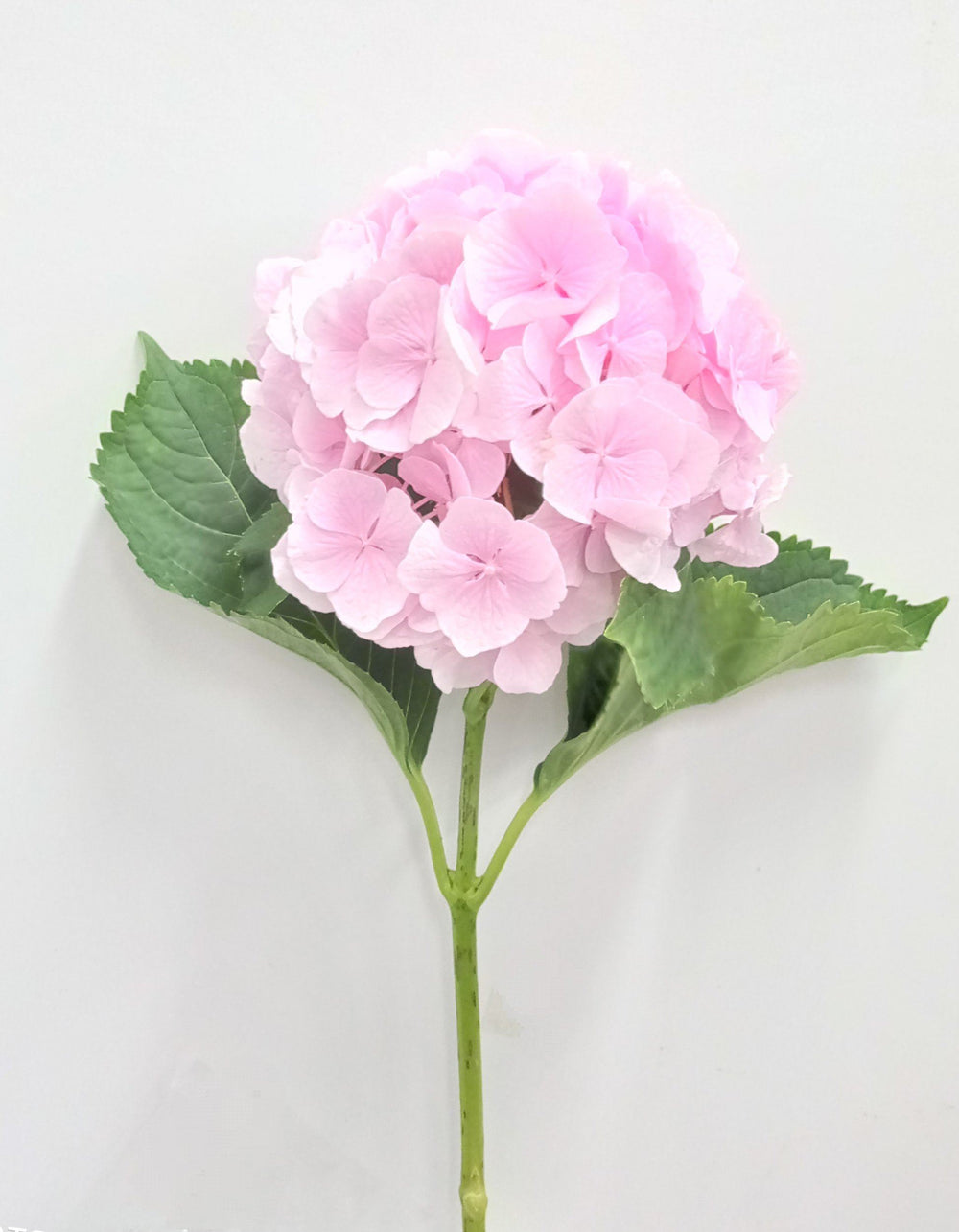 Hydrangea Emerald   - Light Pink