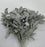 Dusty Miller (Imported) - Grey