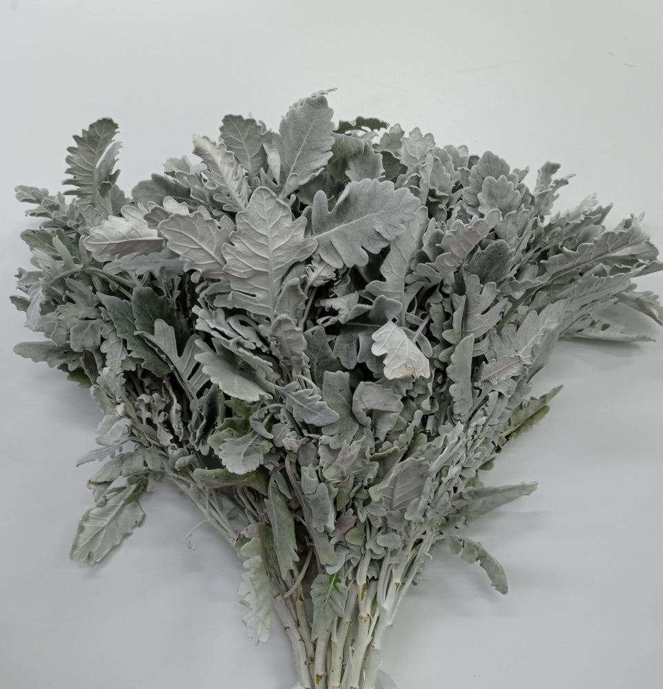Fully Bloom Dusty Miller (Imported) - Grey [Clearance Stock]