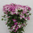 Barbatus Dianthus (Imported) - Pink