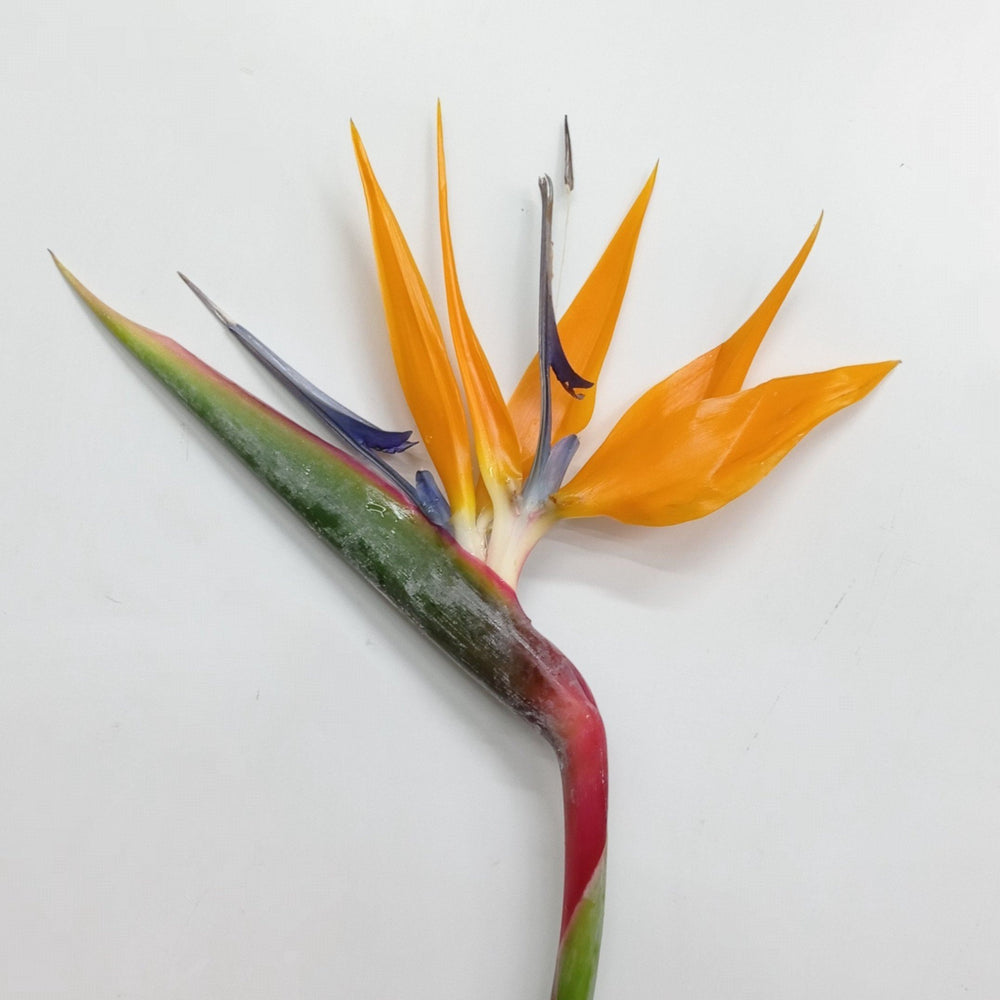 Bird Of Paradise (Grade B) - Orange