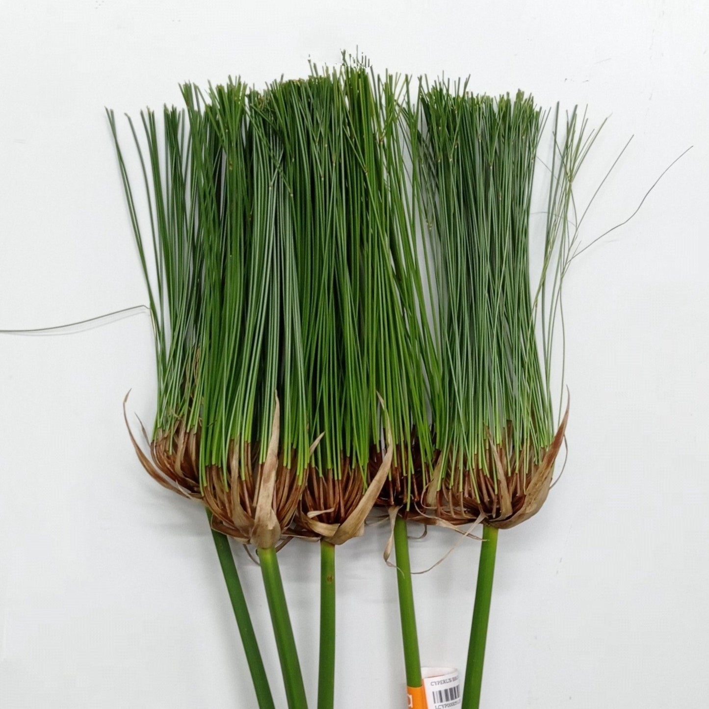 Cyperus Broom Leaf