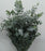 Fully Bloom Euc Cinerea (Imported) - Green [Clearance Stock]