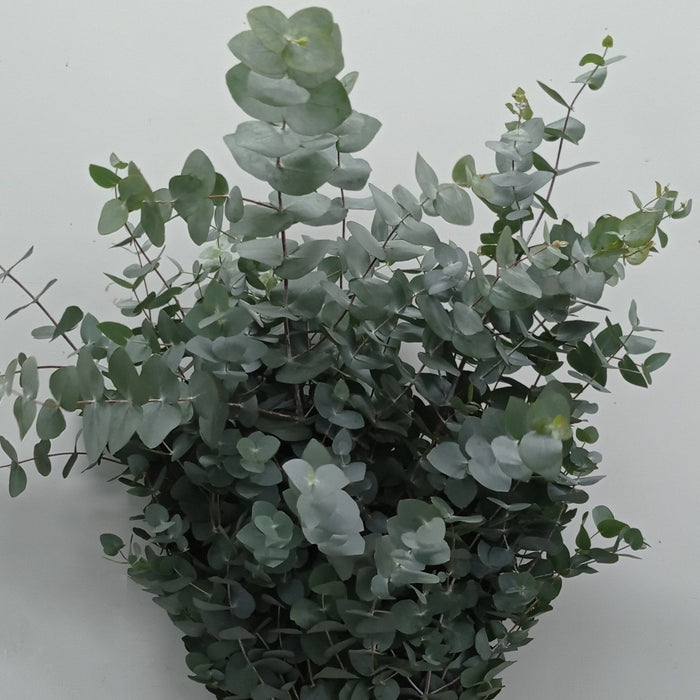 Eucalyptus Cinerea 800g (Imported) - Green