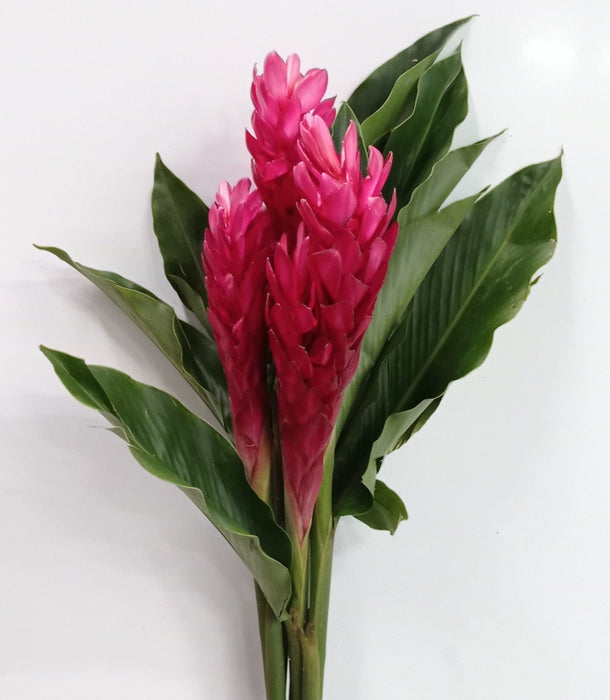 Red Ginger AA 5 Stalks (Local) - Red/ Pink