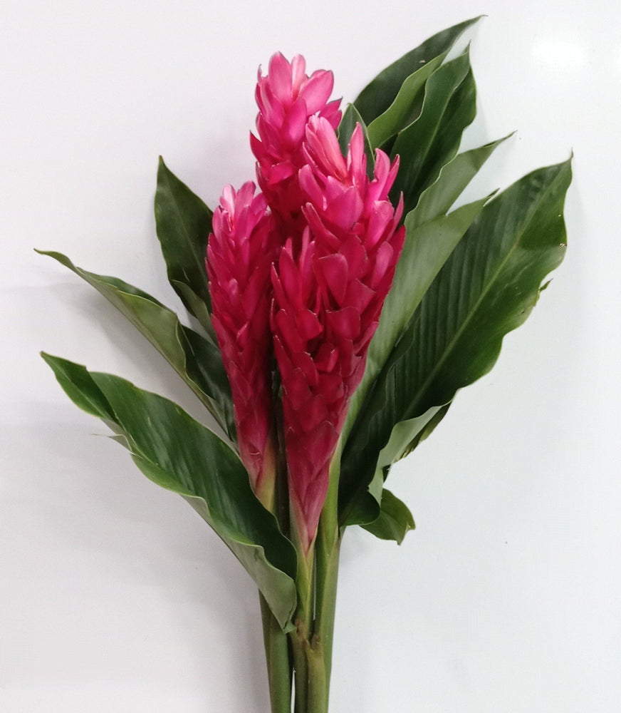 Red Ginger Grade AA 5 Stalks (Local)