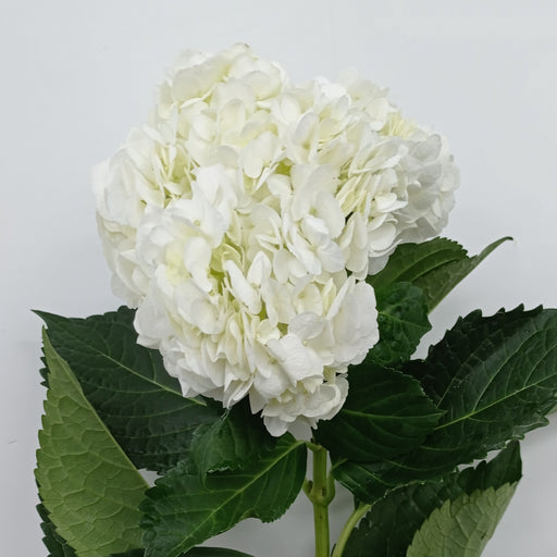 Hydrangea (Imported) - White