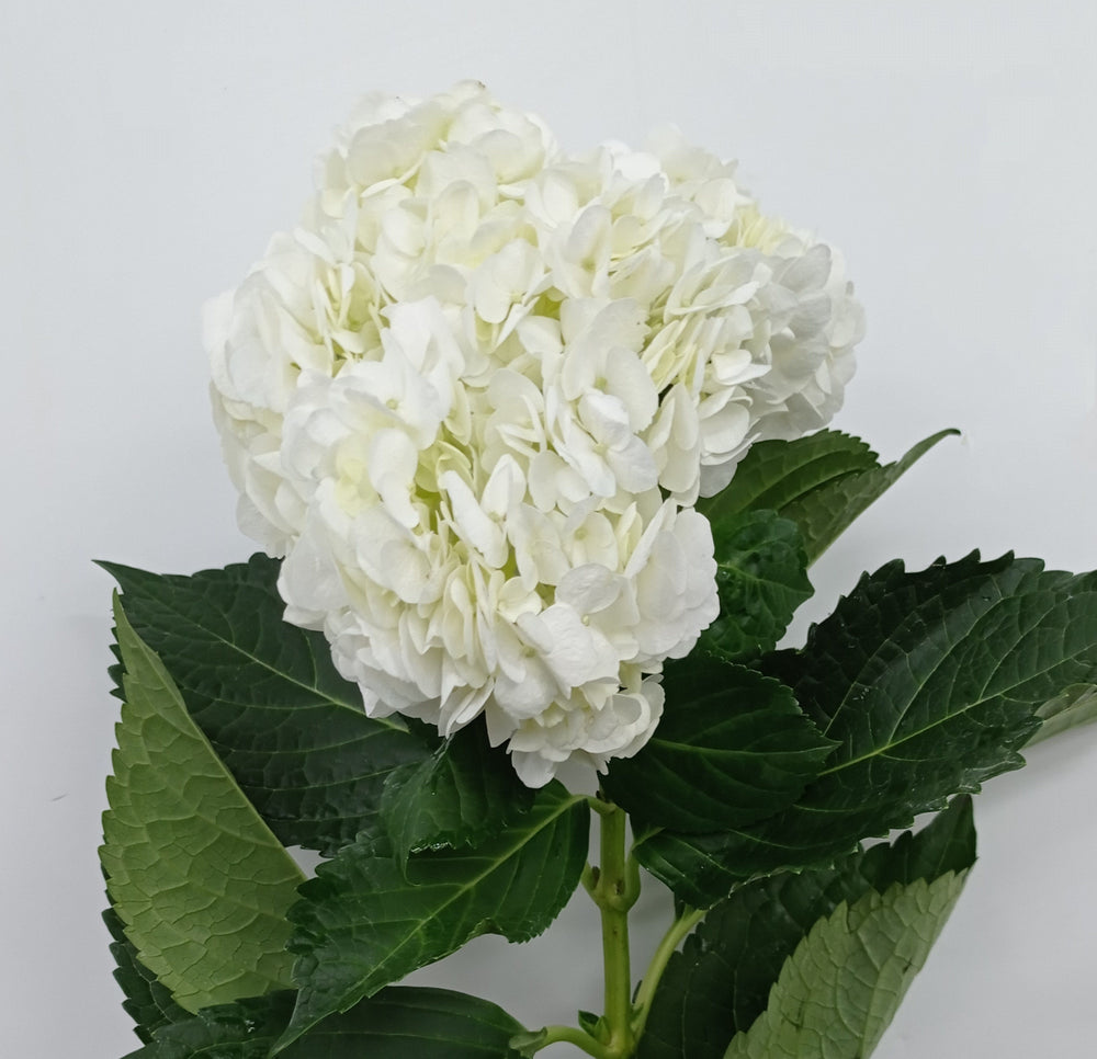 Fully Bloom Hydrangea - Mix [Clearance Stock]