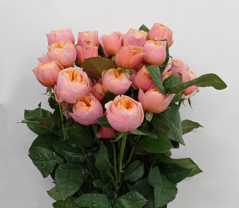 Spray Rose (Imported) - 2 Tone Pink