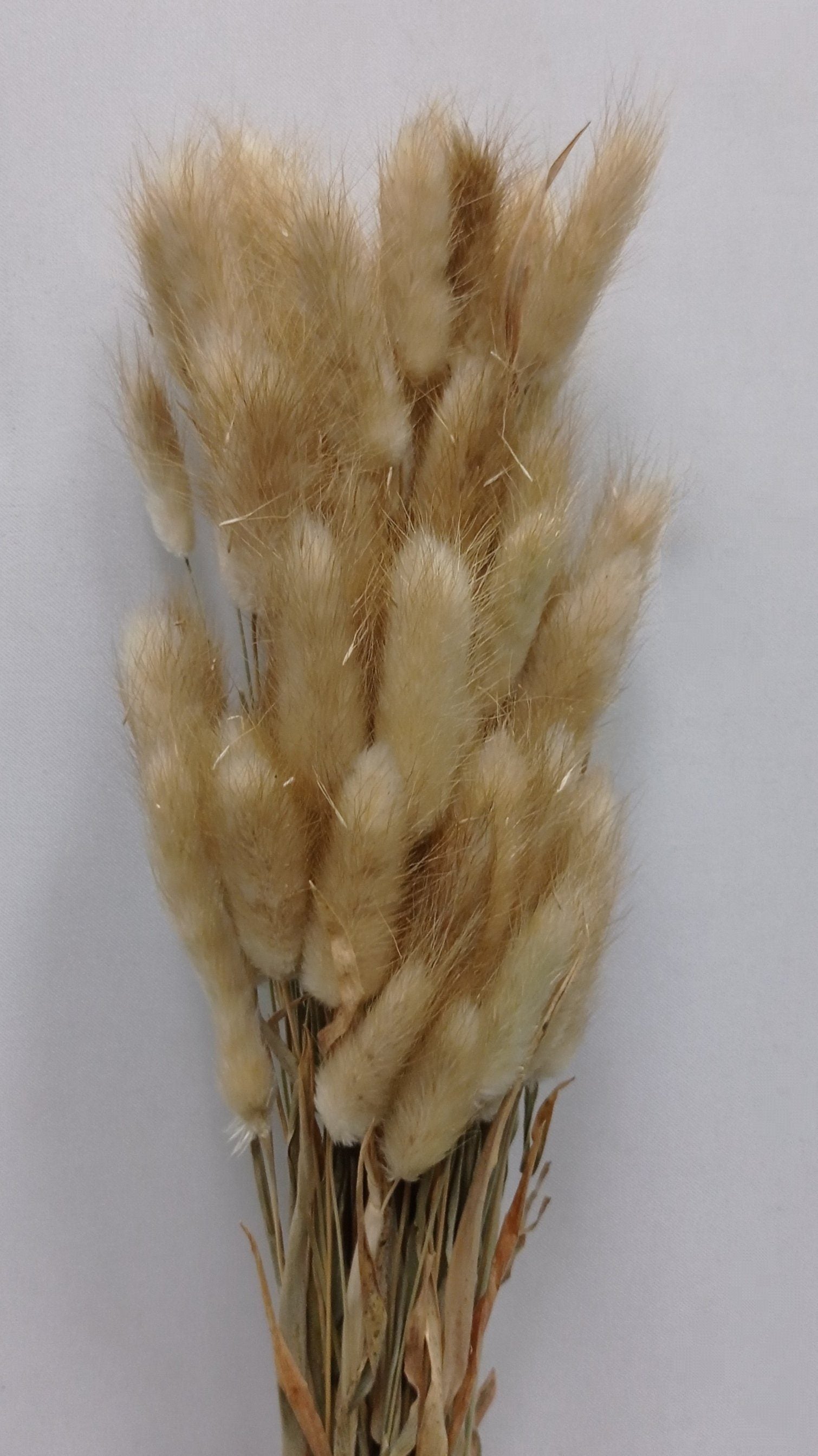 Preserved Rabbit Tail - Natural – Floristika.com.my