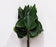 Anthurium Long (Local) - Green