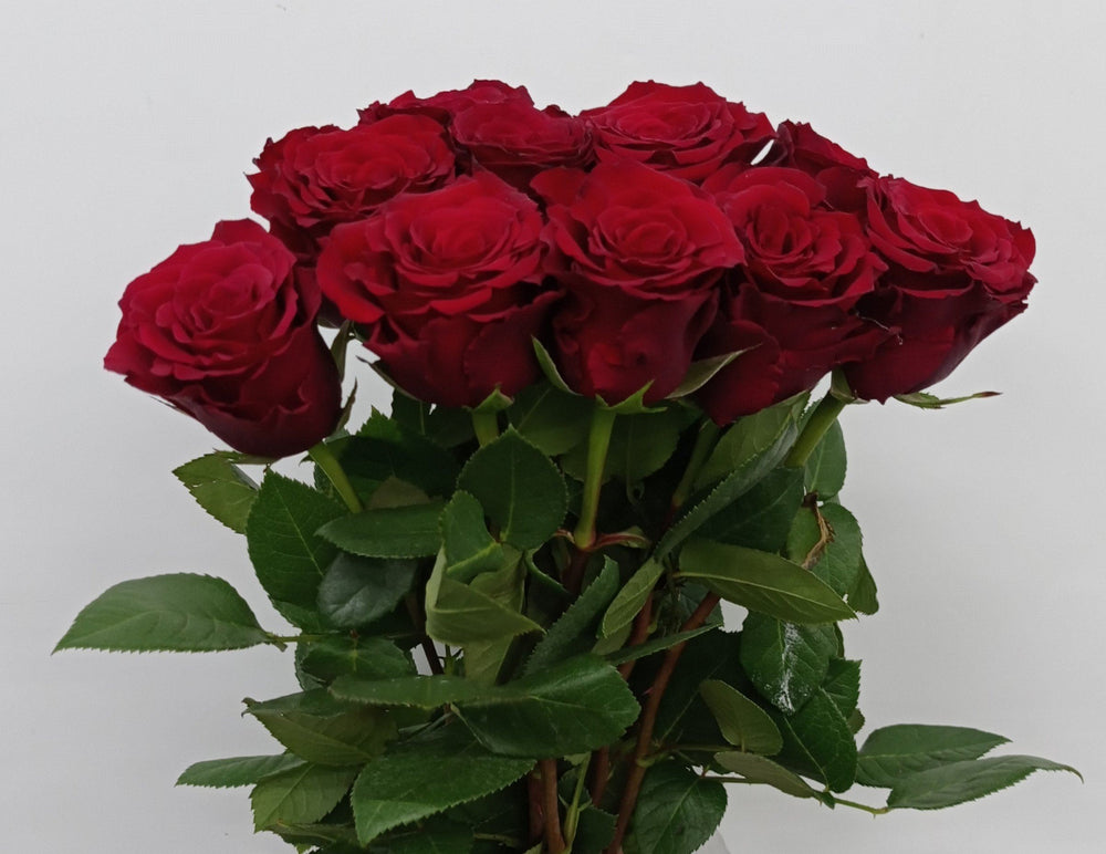 Rose 40cm Upper Class  - Red