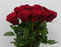 Rose Upper Class 50cm (Imported) - Red [10 Stems]