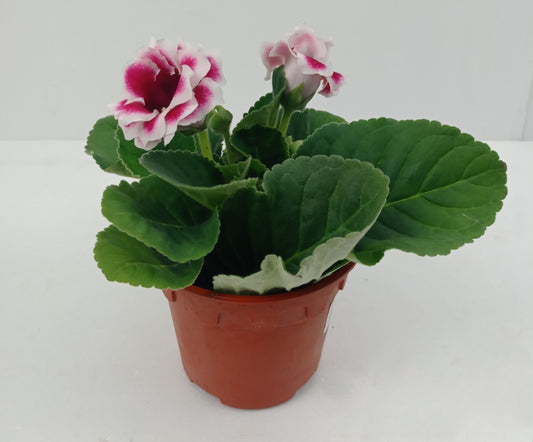 Pot Gloxinia - Mix Colour