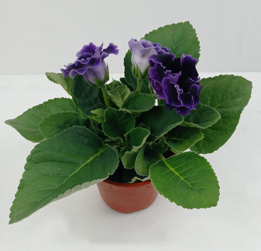 Pot Gloxinia - Mix Colour