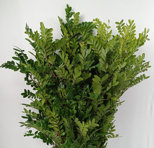 Pistacia Weinmannifolia (Imported) - Green