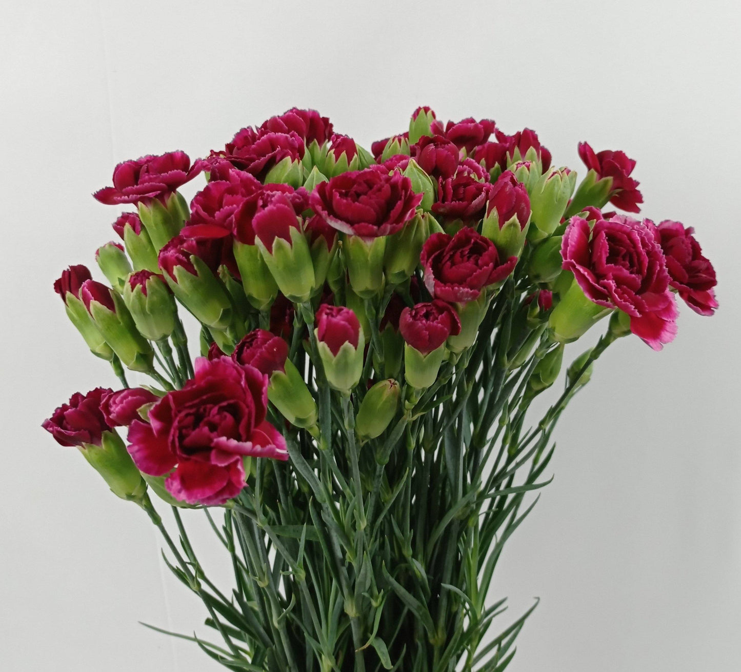 Spray Carnation - 2 Tone Dark Red White