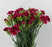 Spray Carnation (Imported) - 2 Tone Dark Red White