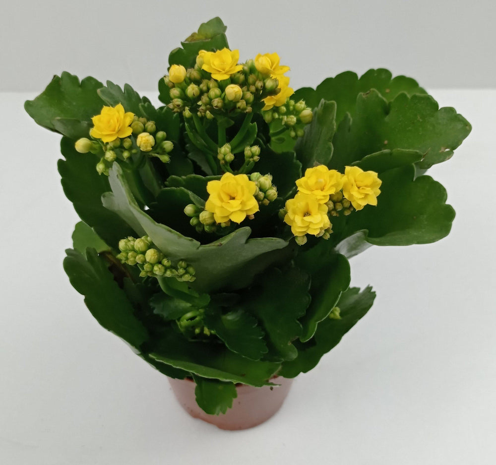 Kalanchoe - P120