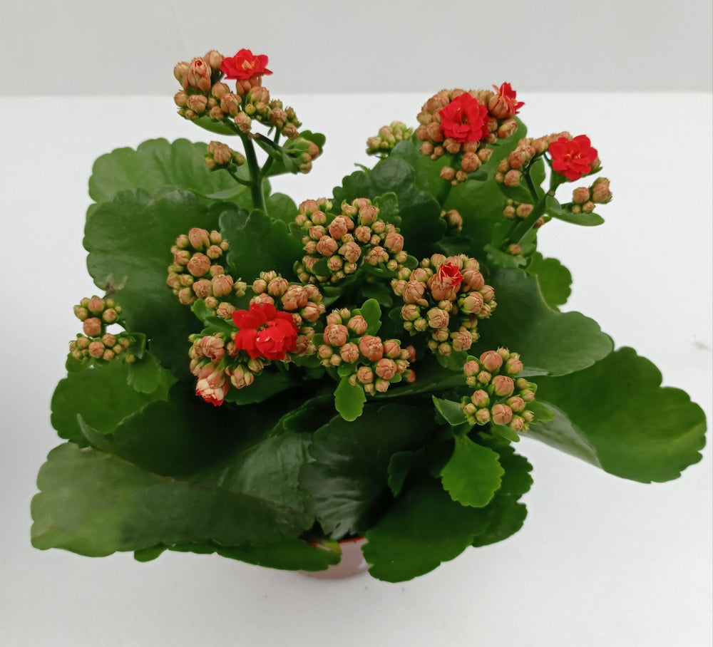 Kalanchoe - P120