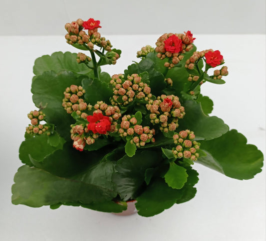 Kalanchoe (S)