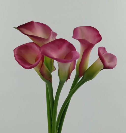 Calla Lily Captain Romance (Imported) - Pink