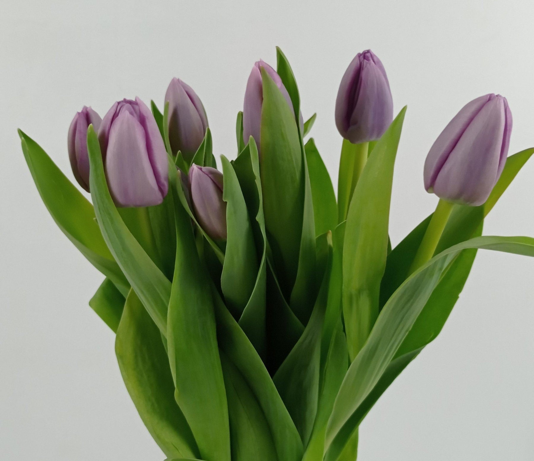 Tulip (Imported) - Lilac