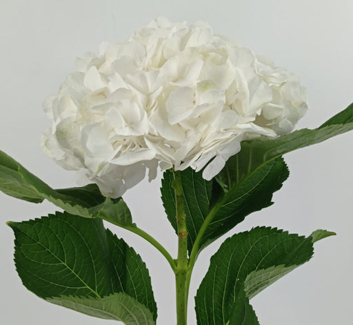 Hydrangea Verena White (Imported) - White