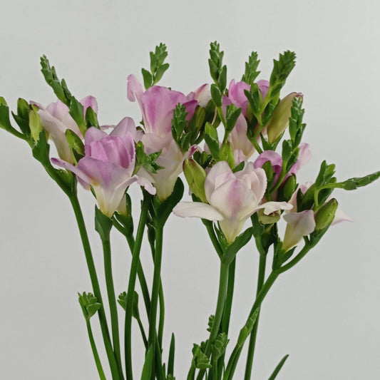 Freesia - 2 Tone Light Pink