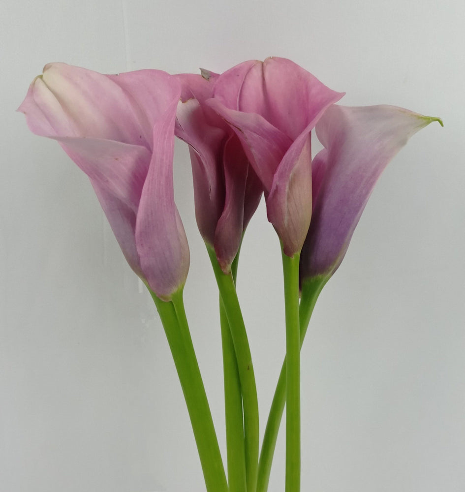Calla Lily Captain Violetta  (Imported) - Light Pink