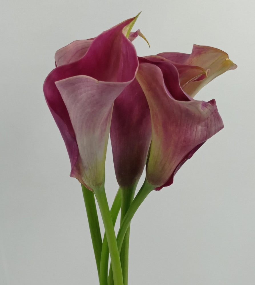 Calla Lily Captain Romance (Imported) - Pink